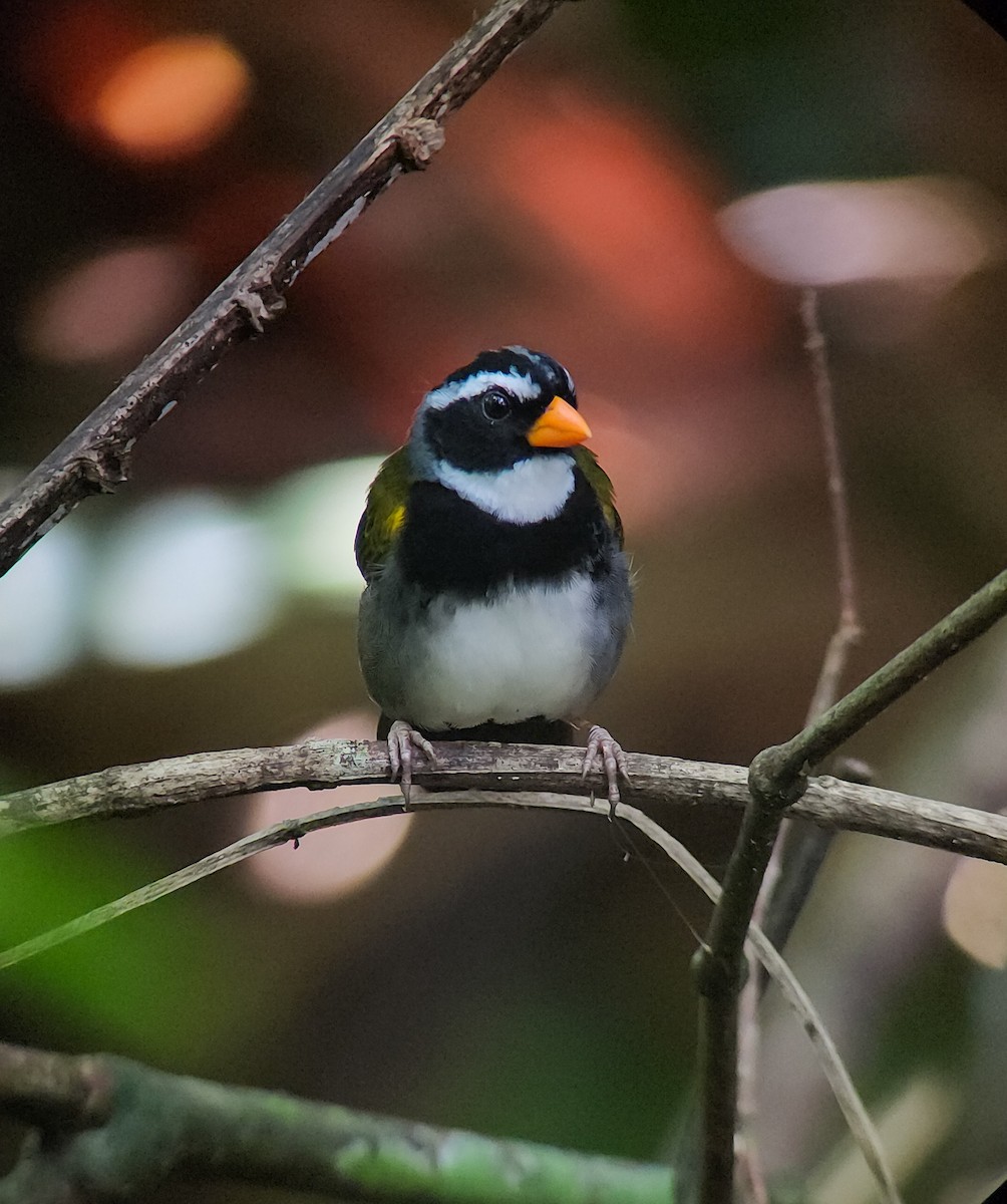 Orange-billed Sparrow - ML645973698