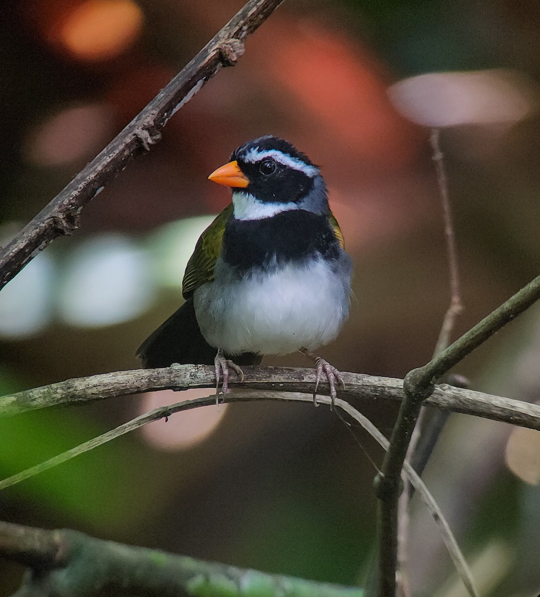 Orange-billed Sparrow - ML645973700