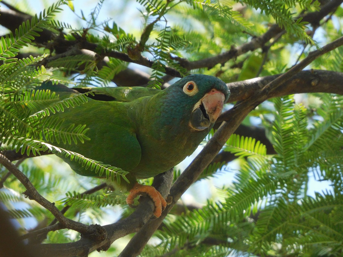 Blue-crowned Parakeet - ML645973703