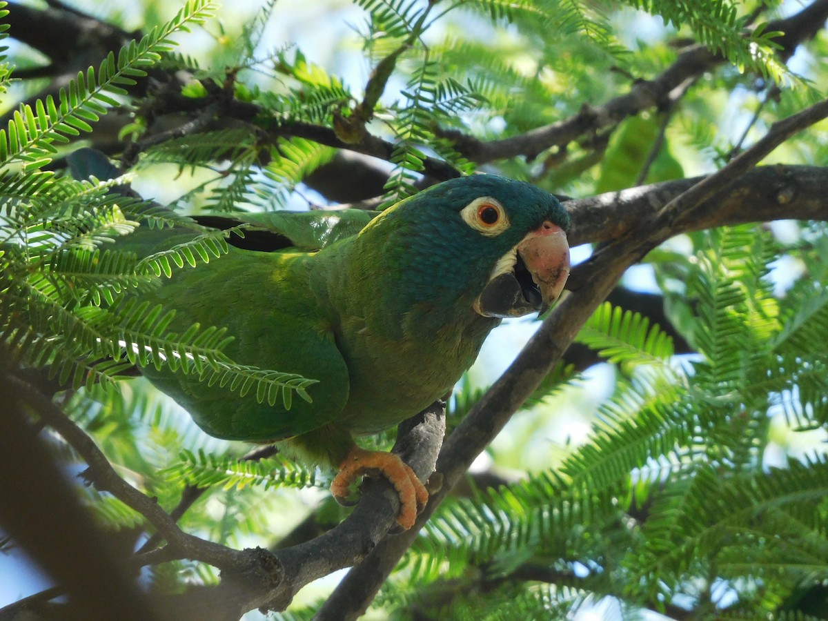 Blue-crowned Parakeet - ML645973704