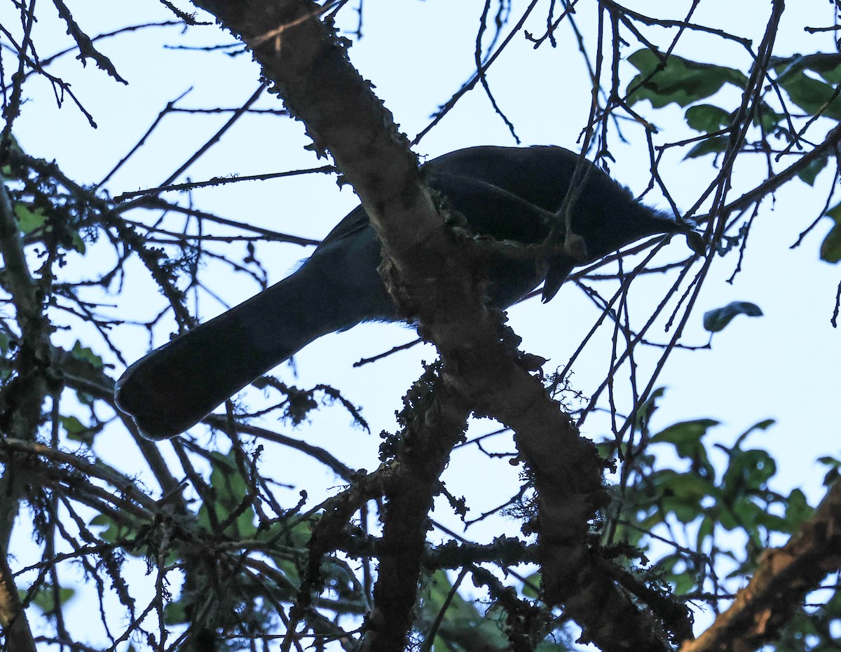 Steller's Jay - ML645973711