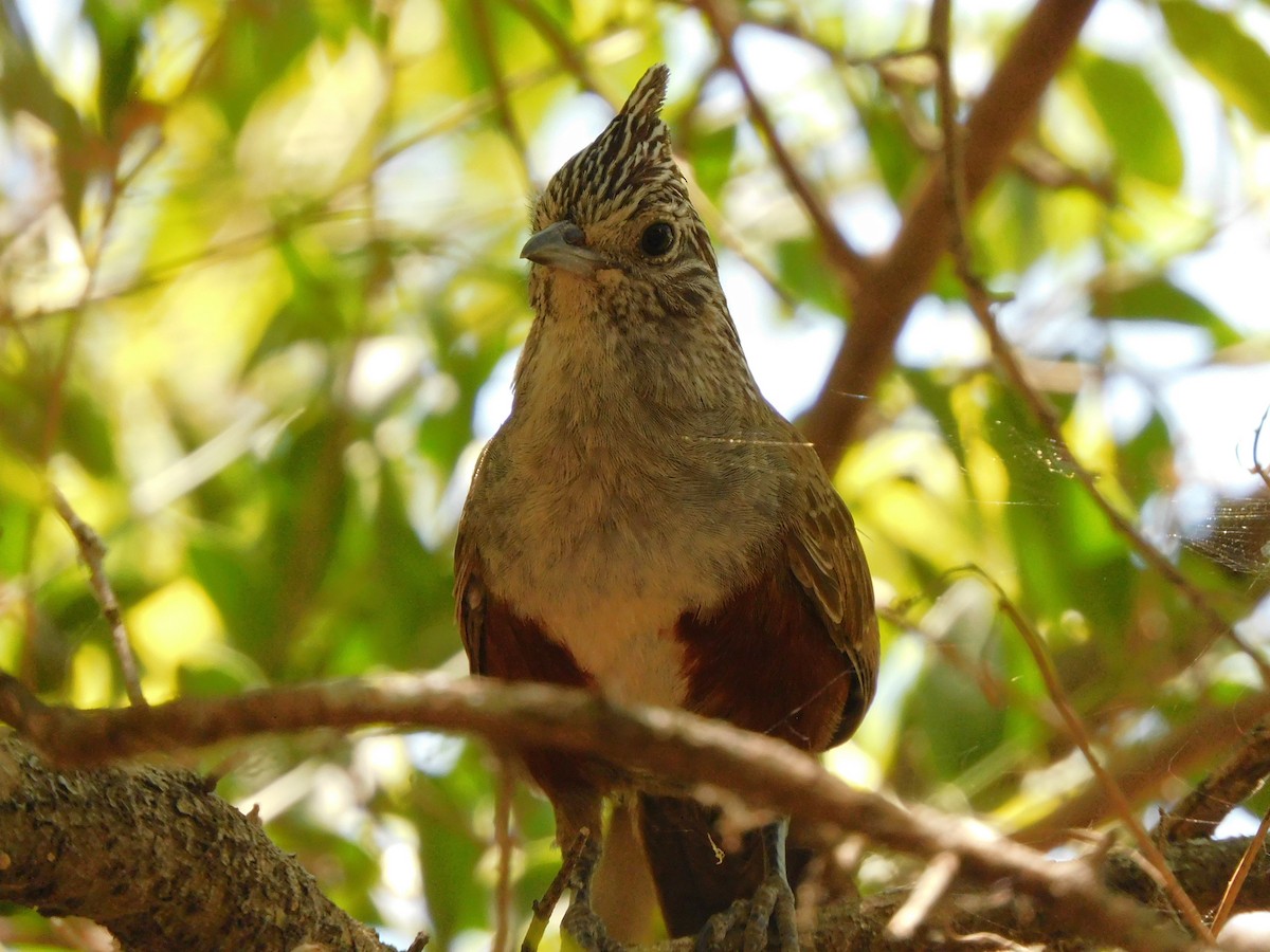 Crested Gallito - ML645973713