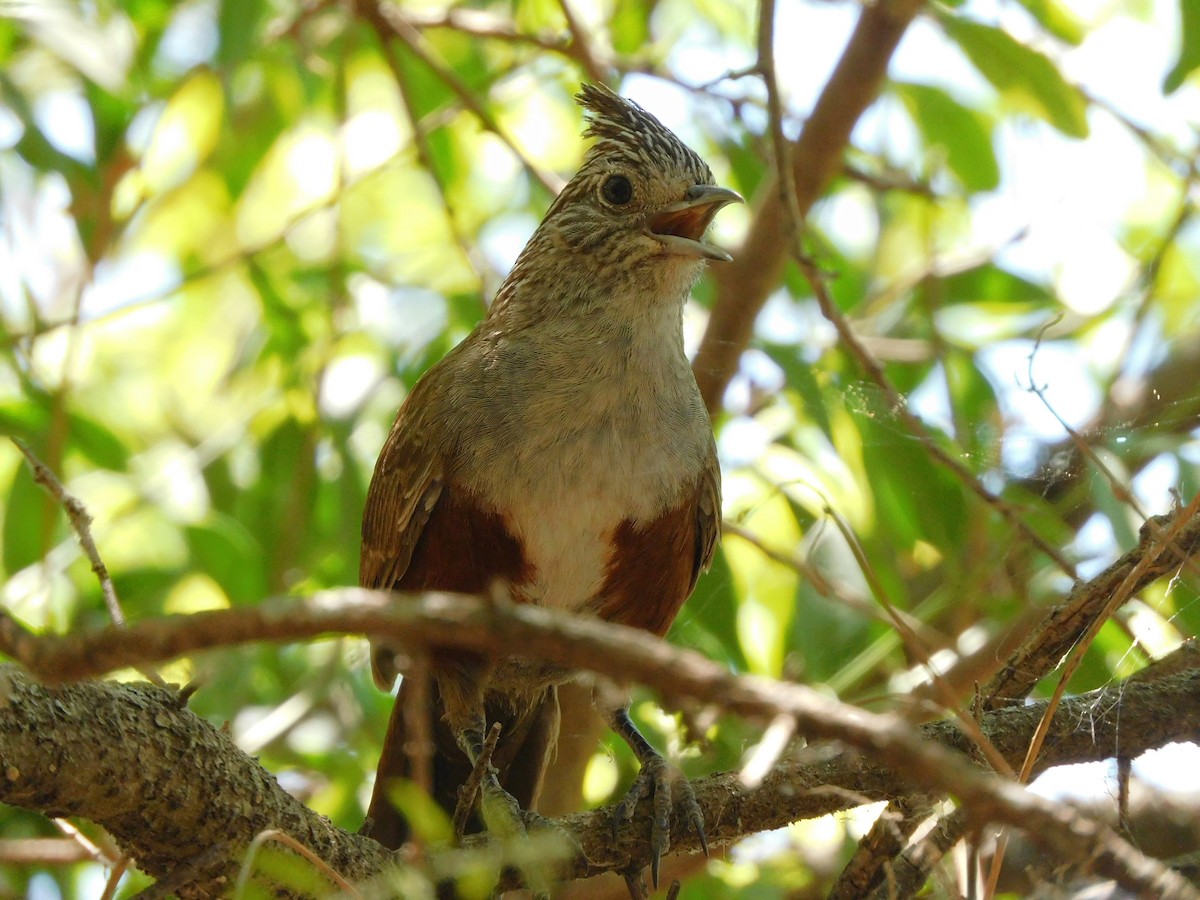 Crested Gallito - ML645973714