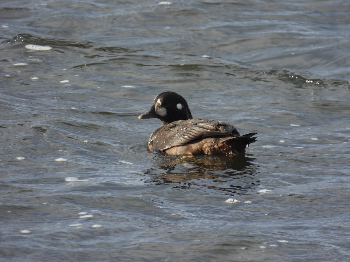 Harlequin Duck - ML645973715