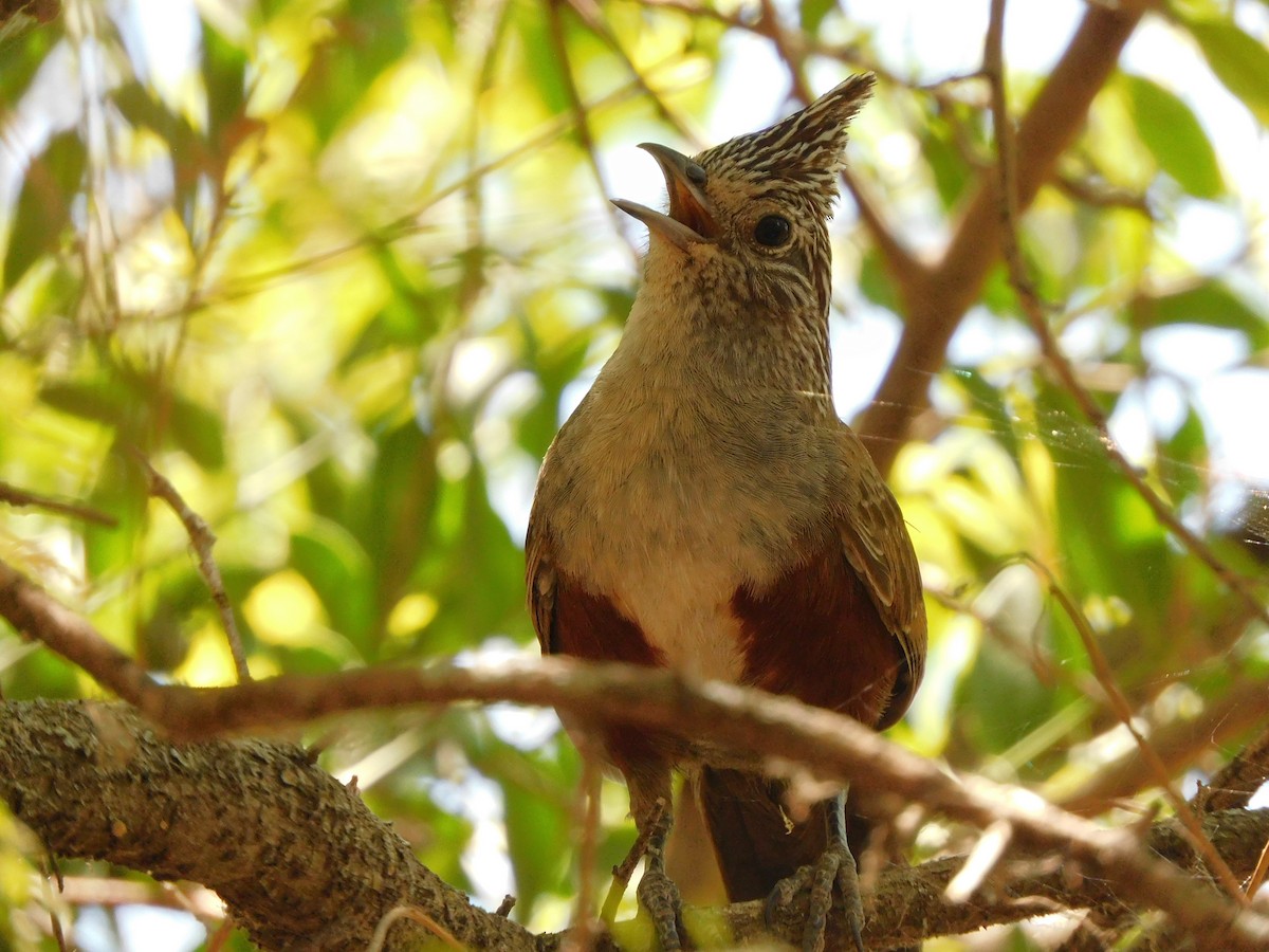 Crested Gallito - ML645973716