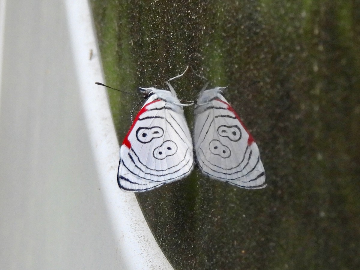 Anna's Eighty-eight - ML645973719