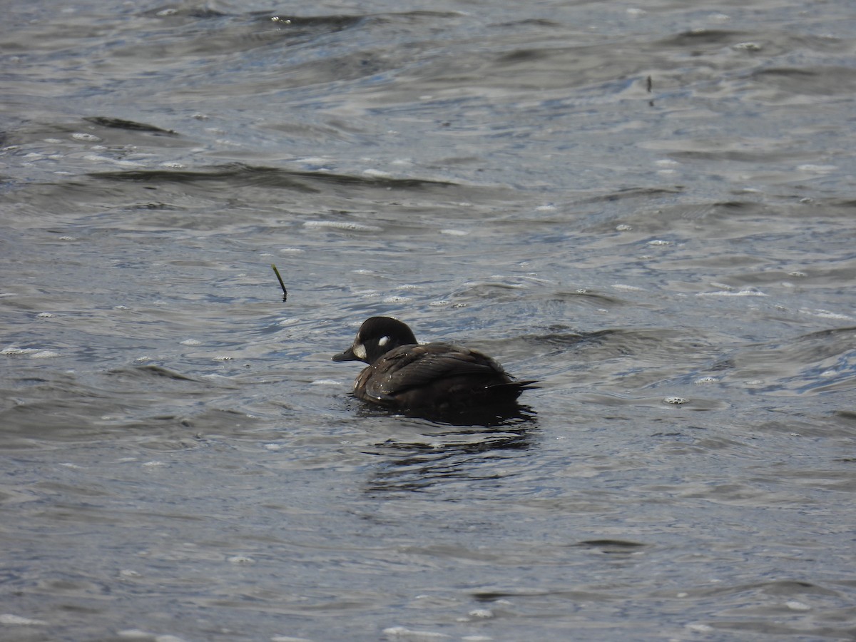 Harlequin Duck - ML645973722