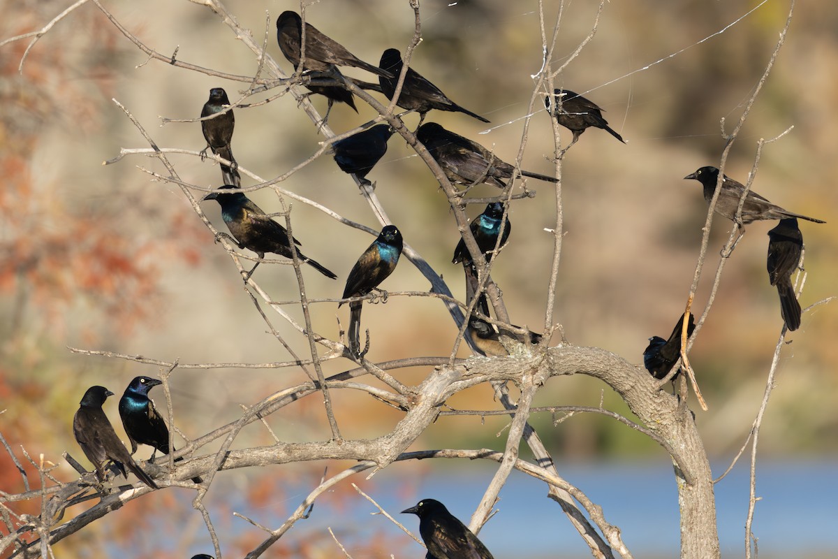 Common Grackle - ML645973730