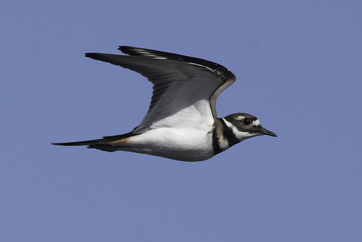 Killdeer - ML645973731