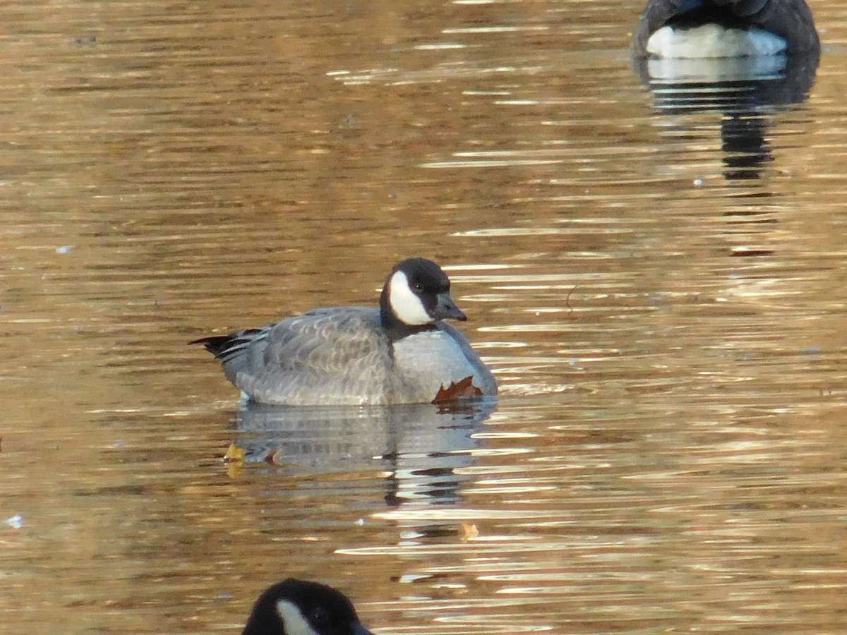 Cackling Goose - ML645973735