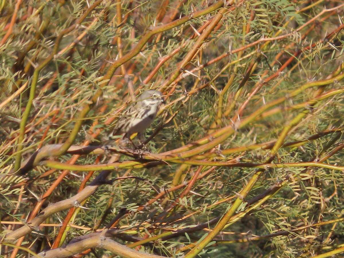 Chingolo de Nevada/de Bell - ML645973737