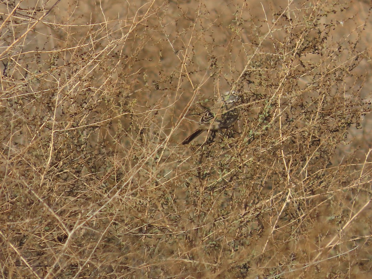 Chingolo de Nevada/de Bell - ML645973738