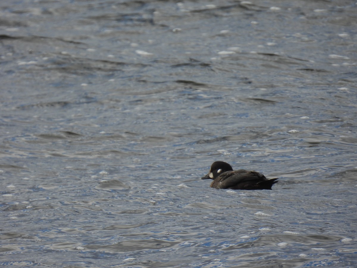 Harlequin Duck - ML645973739
