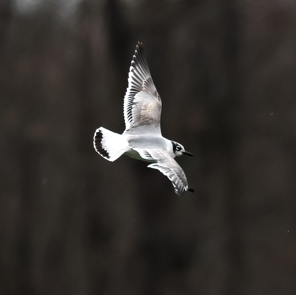 Gabbiano di Franklin - ML645973742