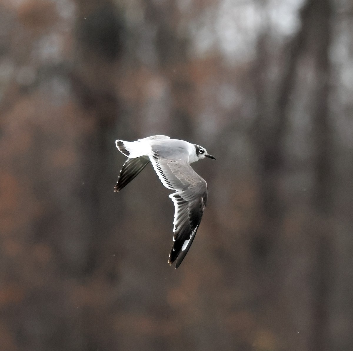 Gabbiano di Franklin - ML645973743