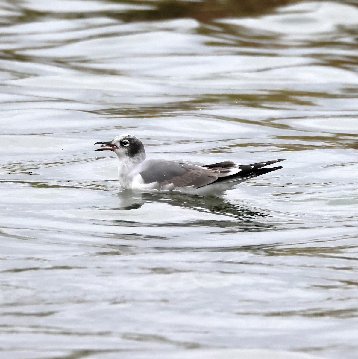 Gabbiano di Franklin - ML645973744