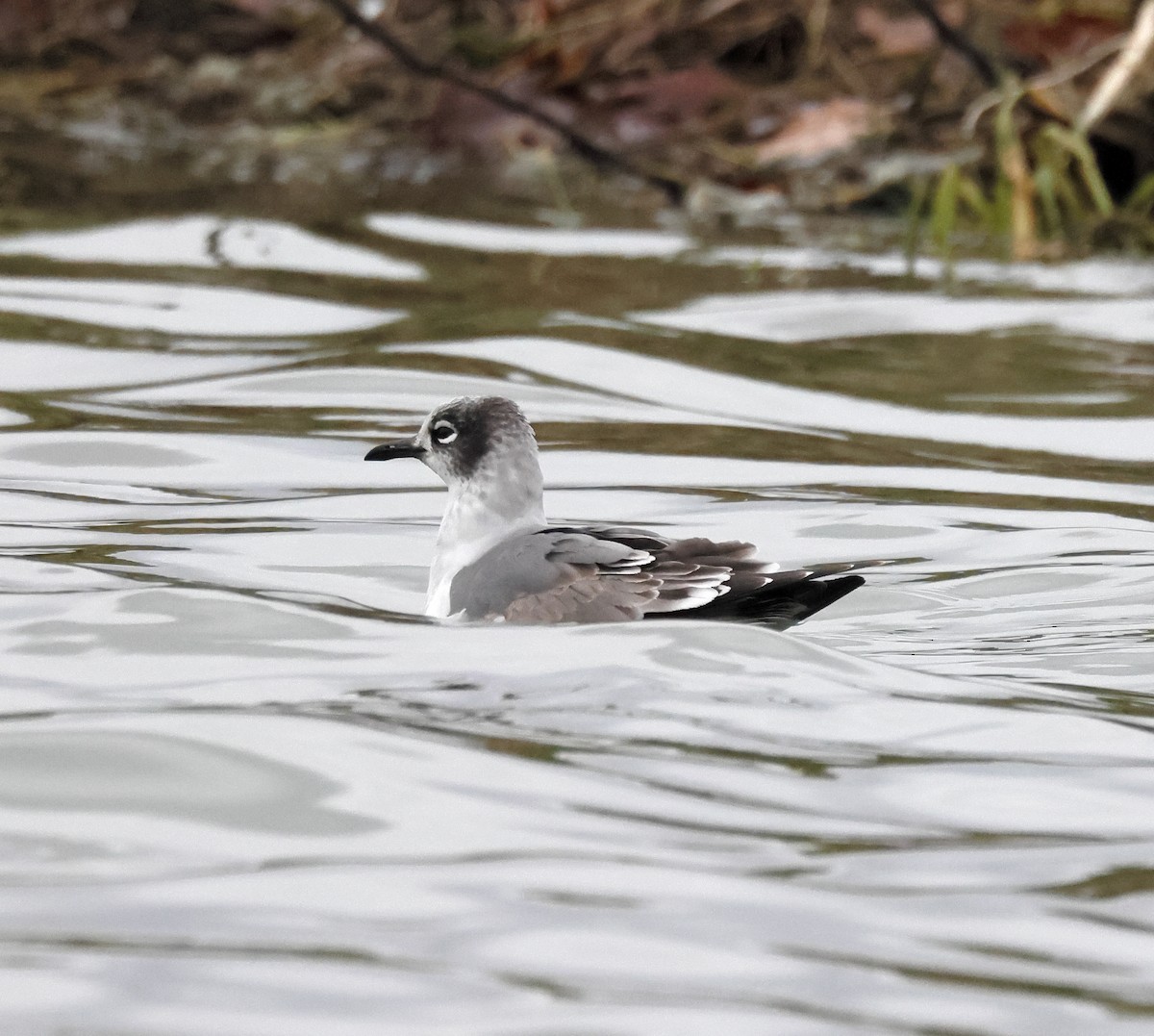 Gabbiano di Franklin - ML645973745