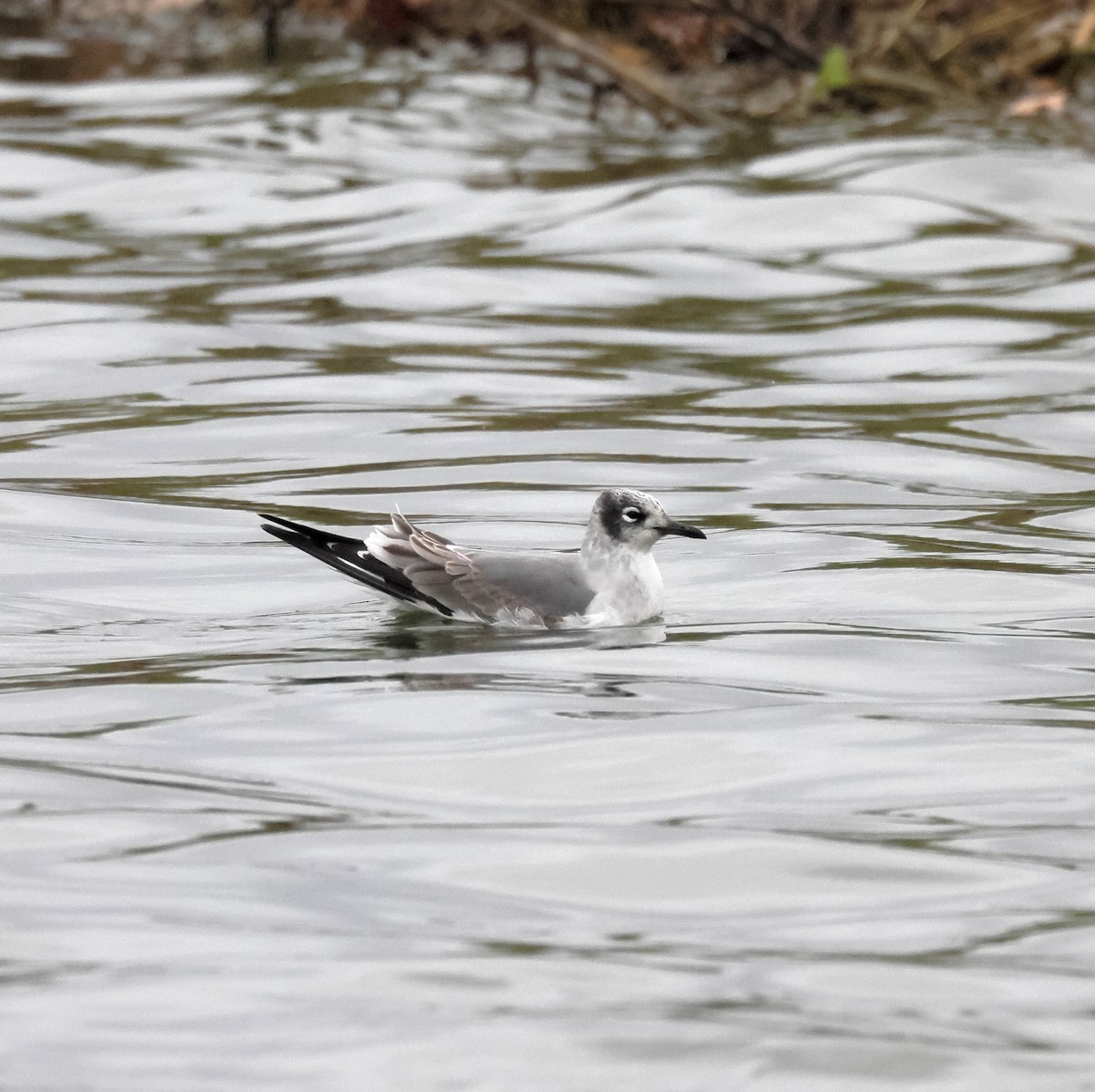 Gabbiano di Franklin - ML645973746