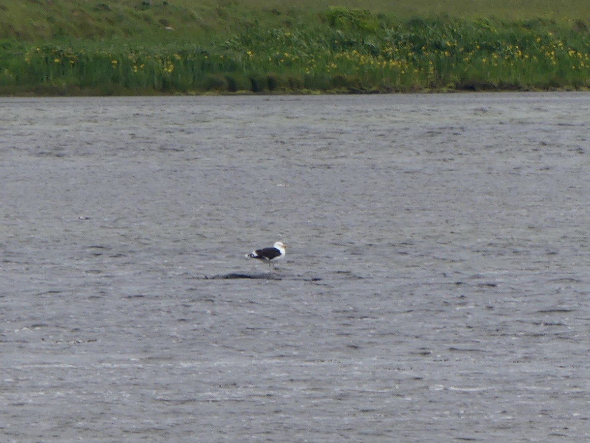 Great Black-backed Gull - ML645973751