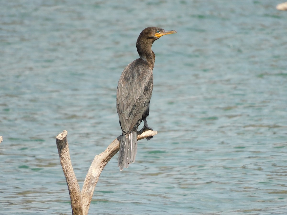 Neotropic Cormorant - ML645973754