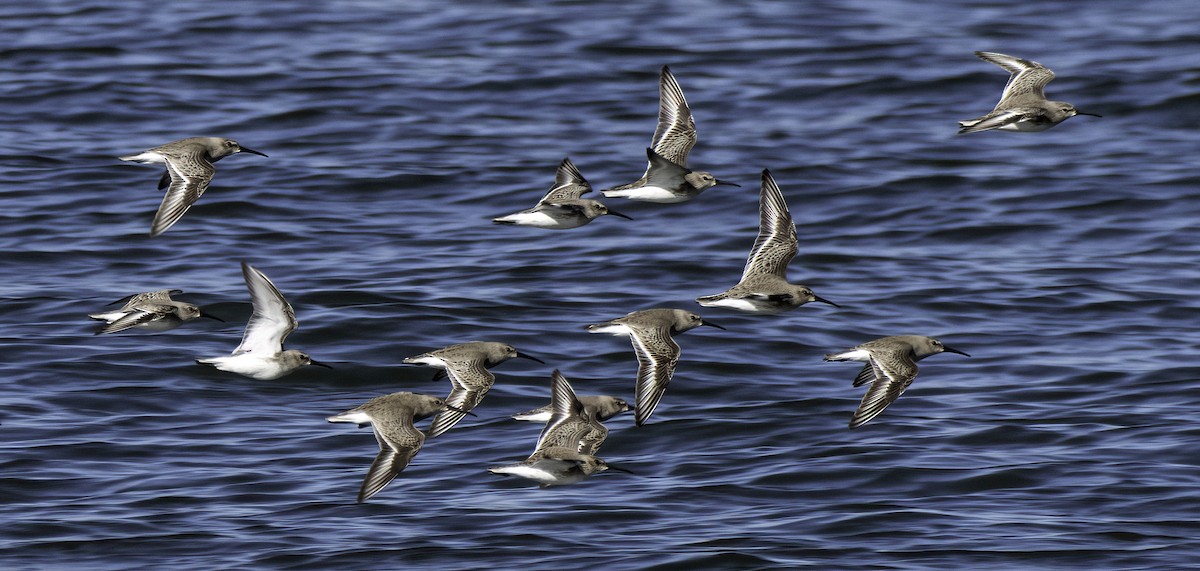 Dunlin - ML645973759