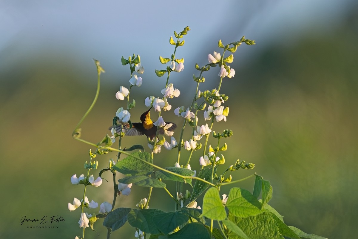Ruby-topaz Hummingbird - ML645973763