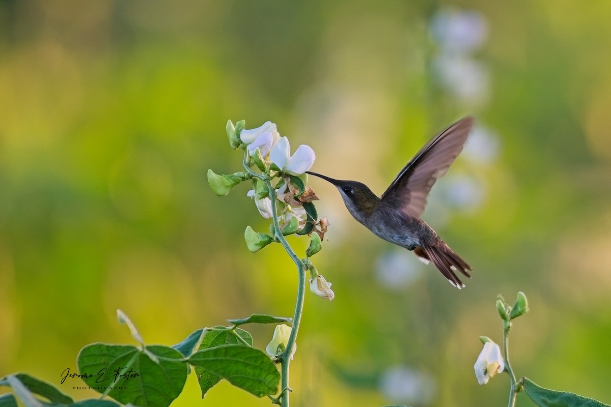 Ruby-topaz Hummingbird - ML645973764