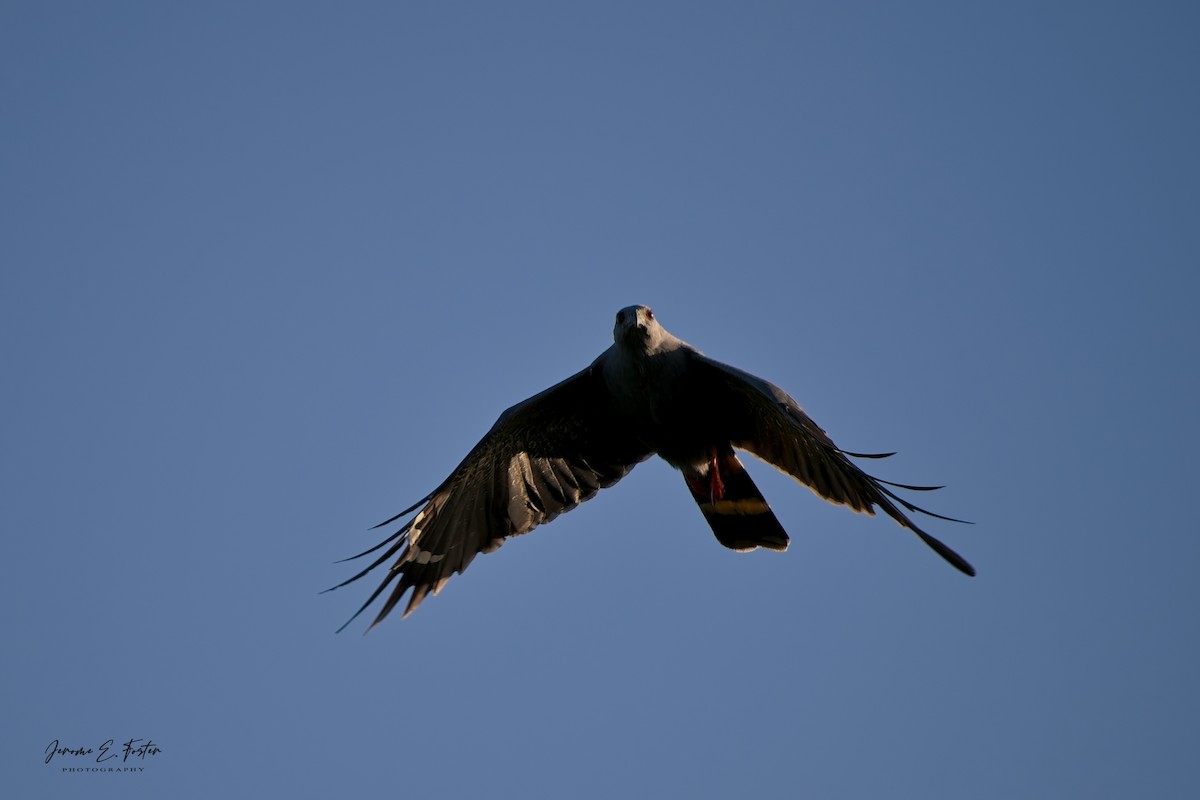 Crane Hawk - ML645973766