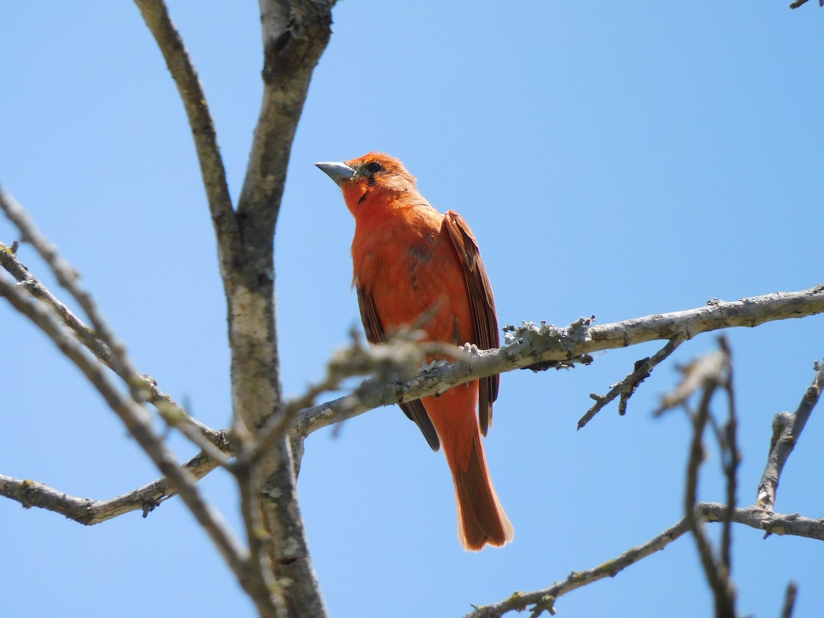 Hepatic Tanager - ML645973768
