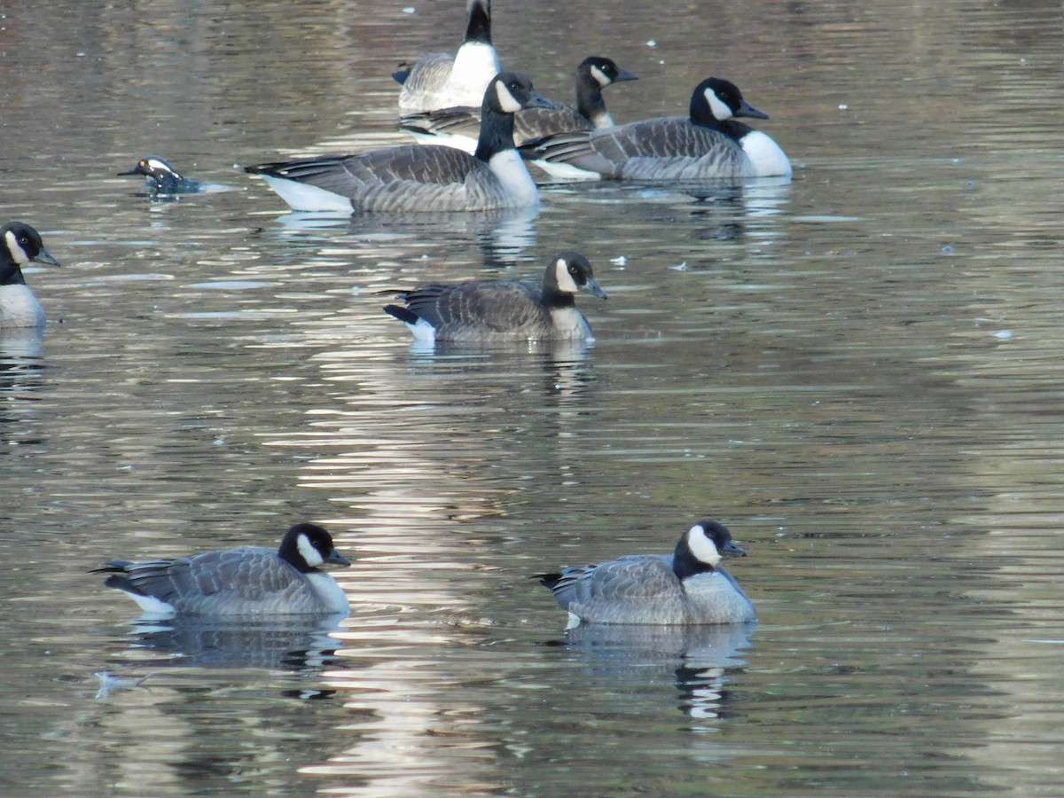 Cackling Goose - ML645973769