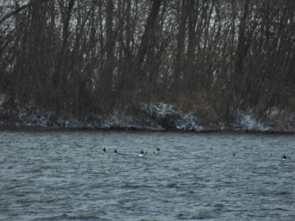Common Goldeneye - ML645973770