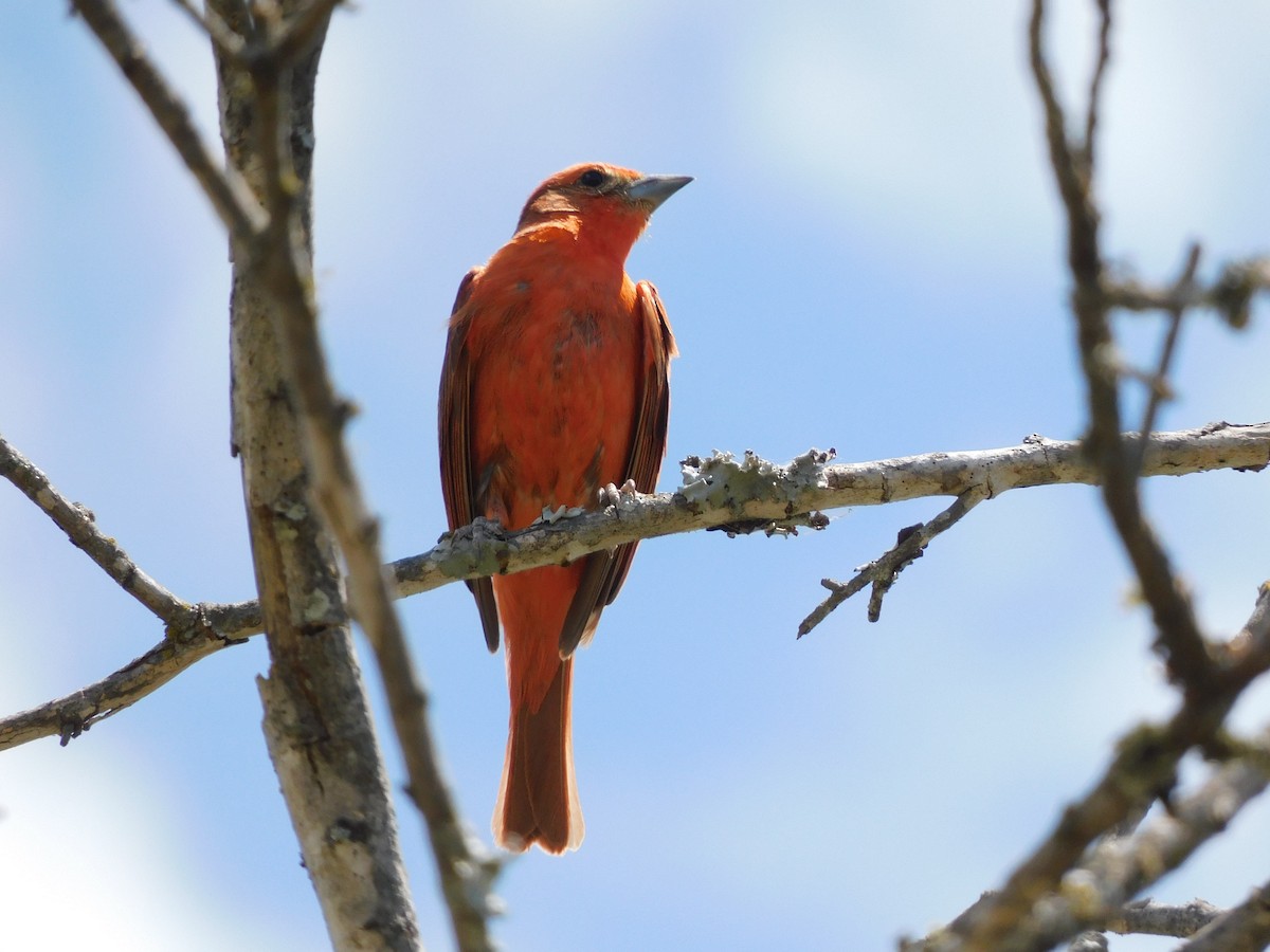Hepatic Tanager - ML645973773