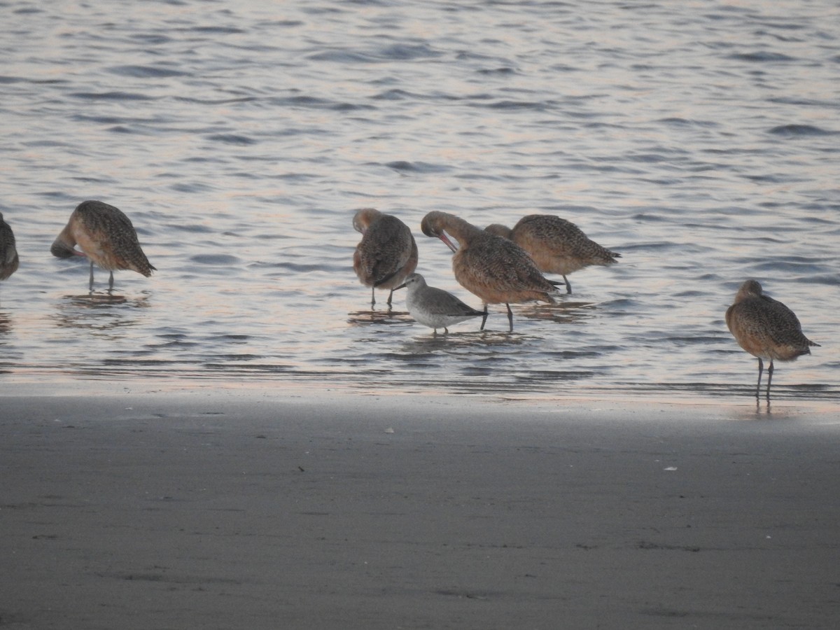 jespák rezavý - ML645973778