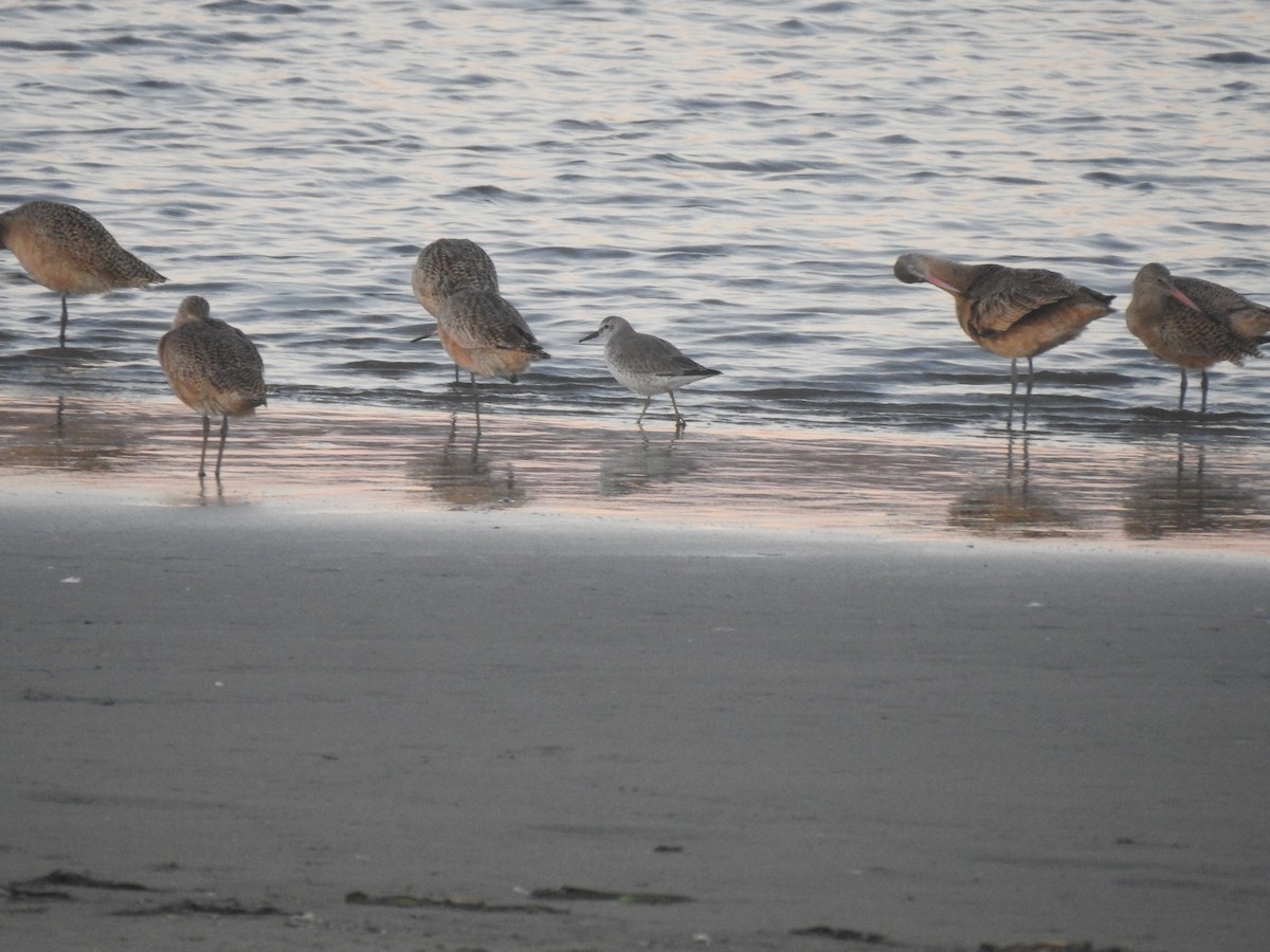 jespák rezavý - ML645973783