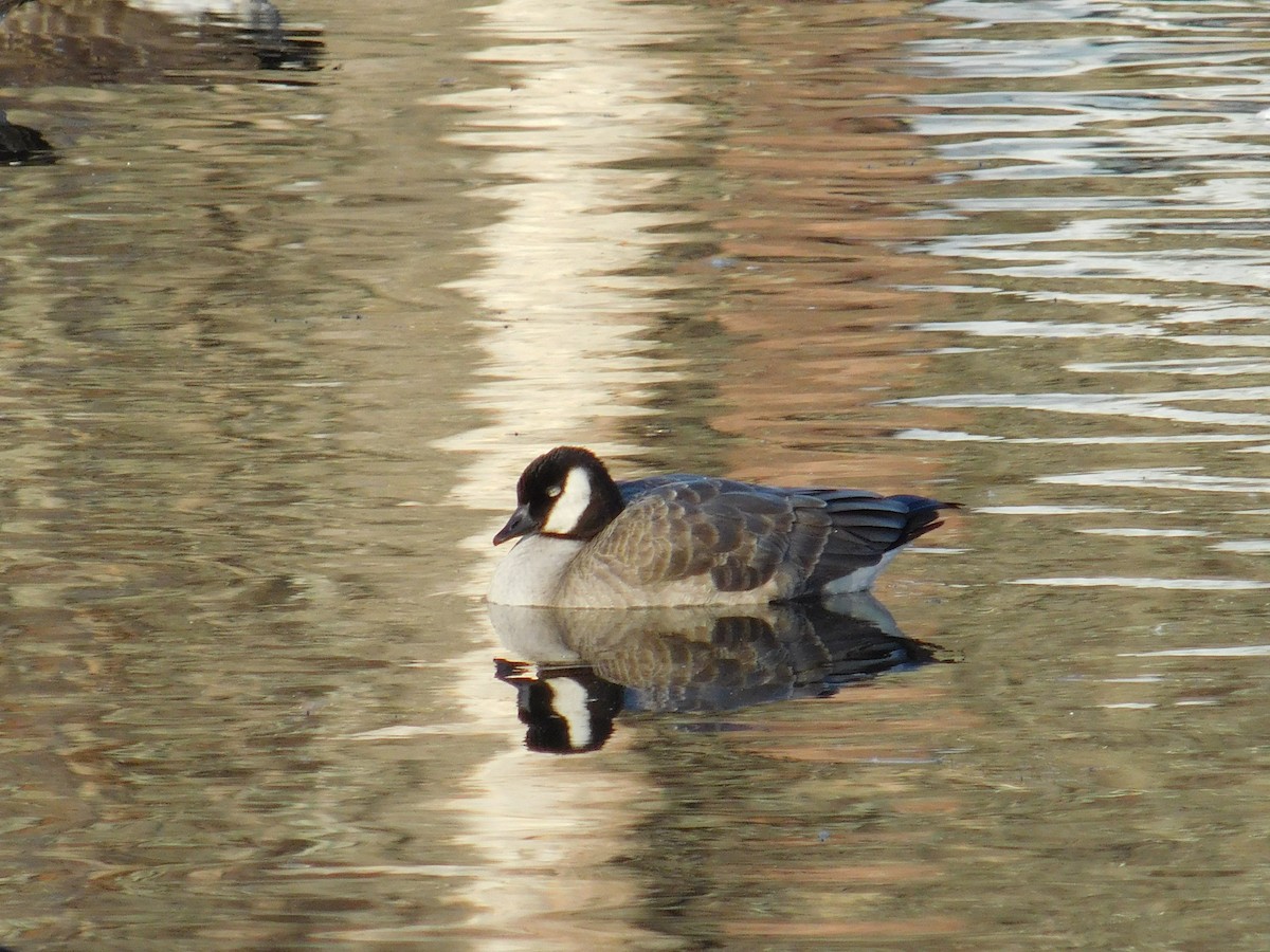 Cackling Goose - ML645973789