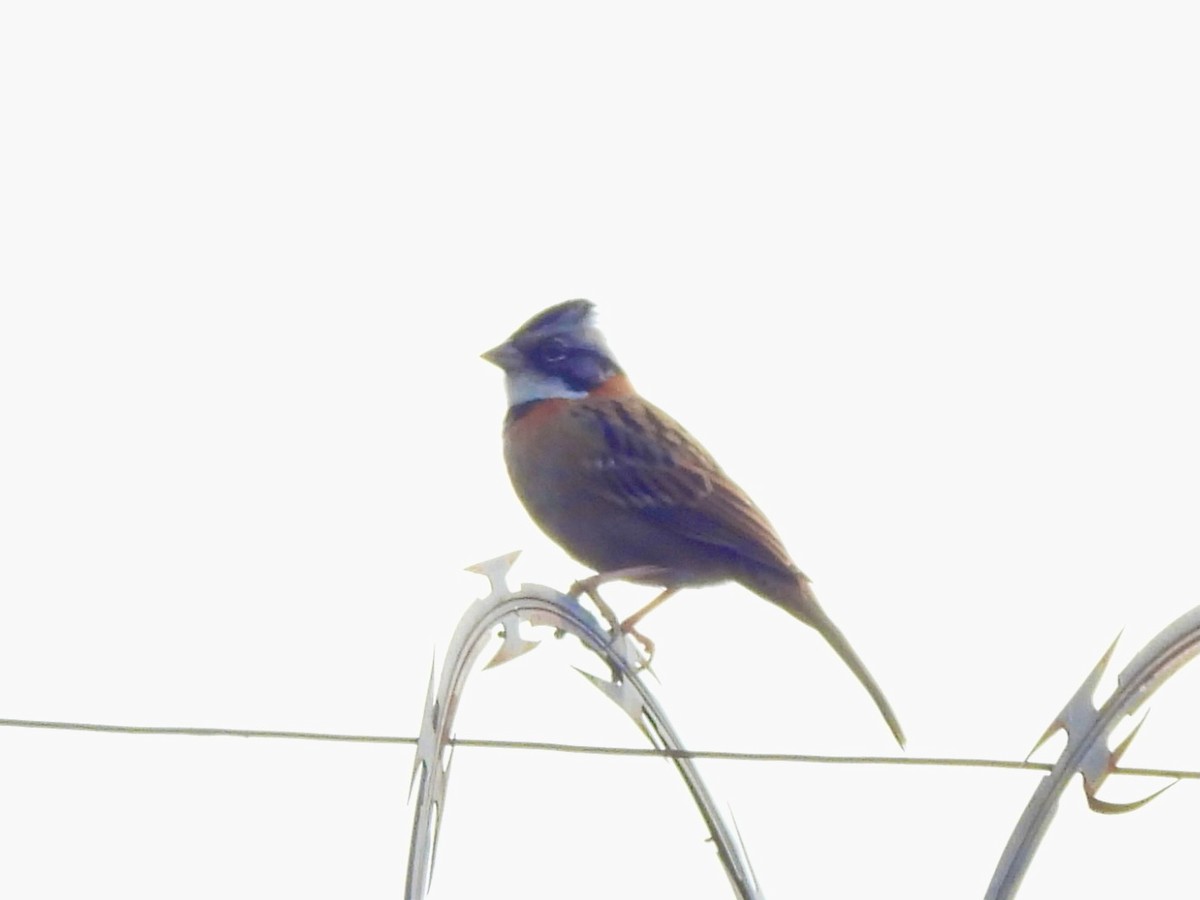 Rufous-collared Sparrow - ML645973795