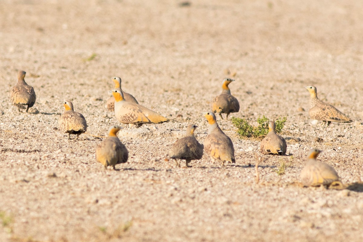 Spotted Sandgrouse - ML645973797