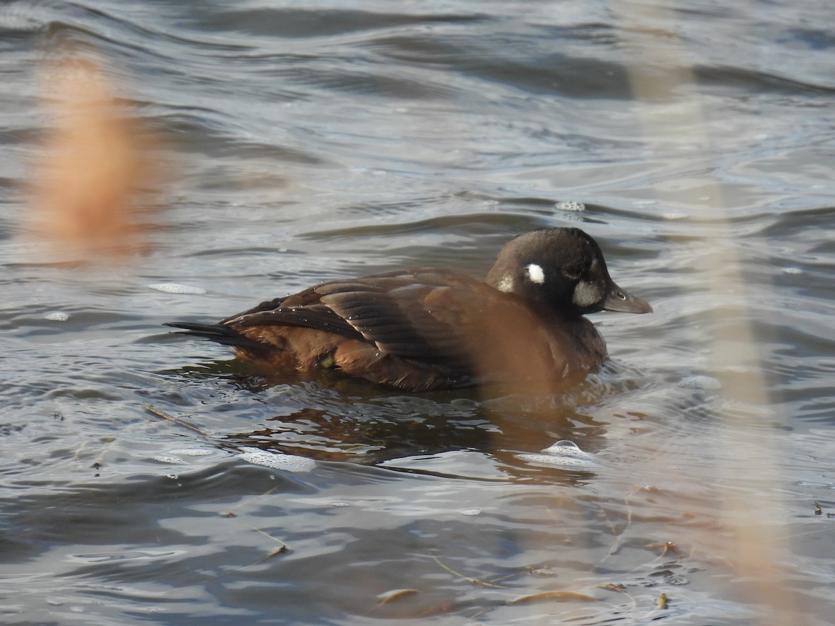 Harlequin Duck - ML645973798