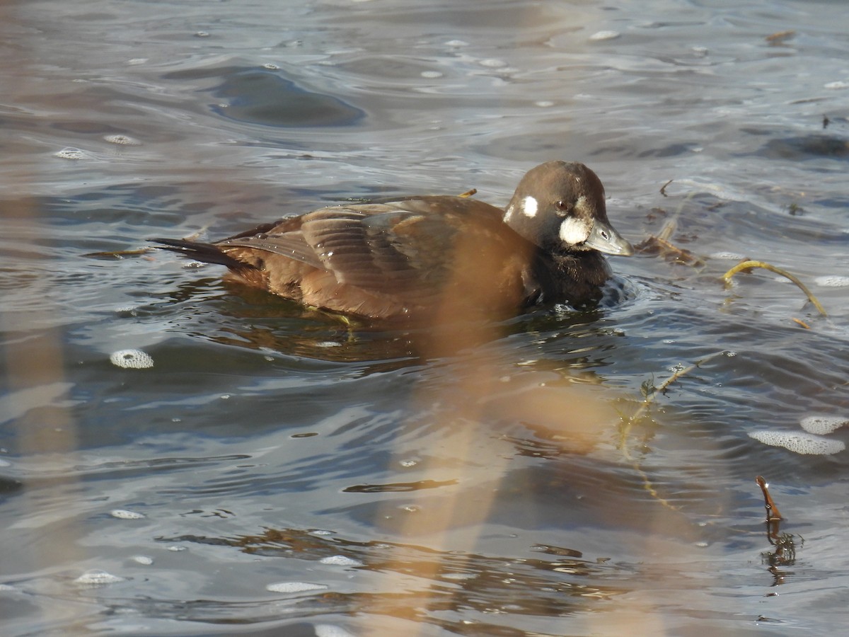 Harlequin Duck - ML645973799