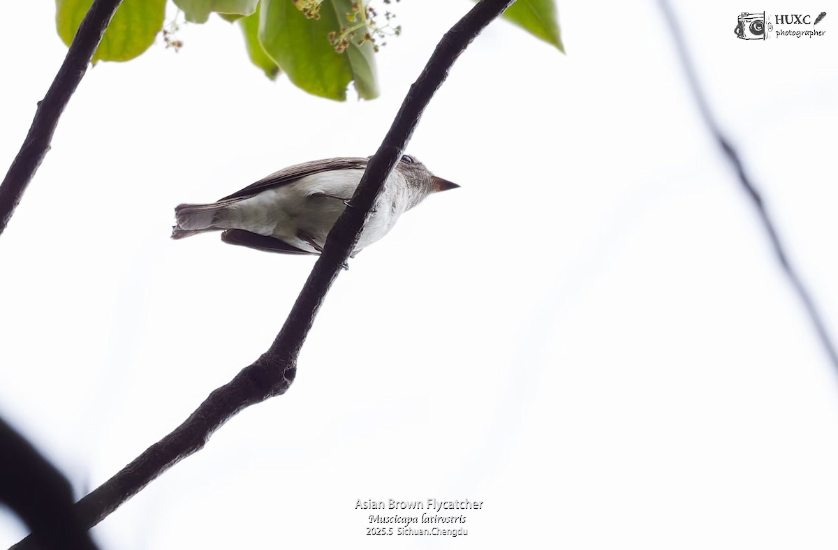Asian Brown Flycatcher - ML645973803