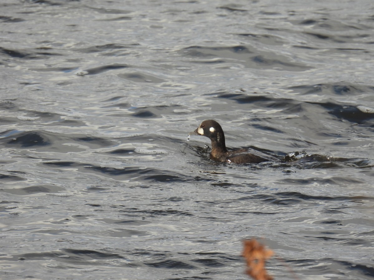 Harlequin Duck - ML645973804