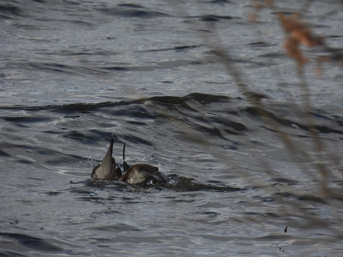 Harlequin Duck - ML645973805