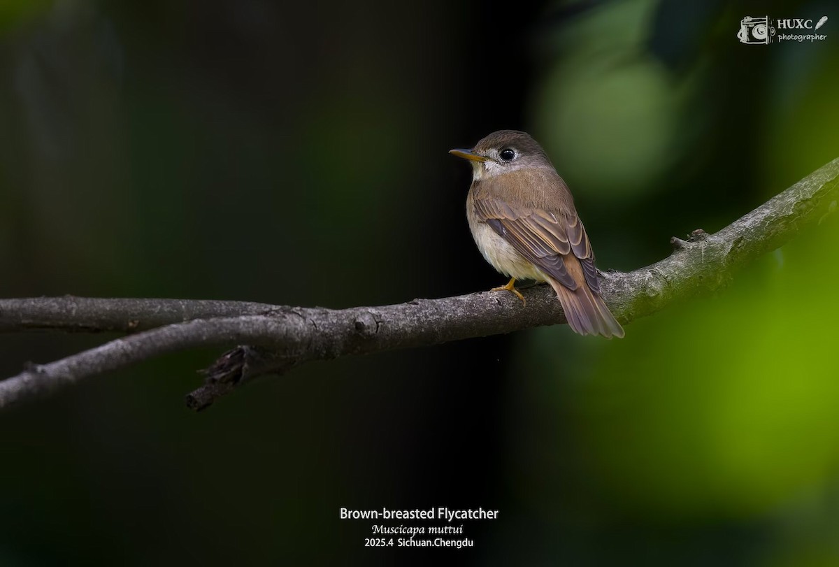Brown-breasted Flycatcher - ML645973806