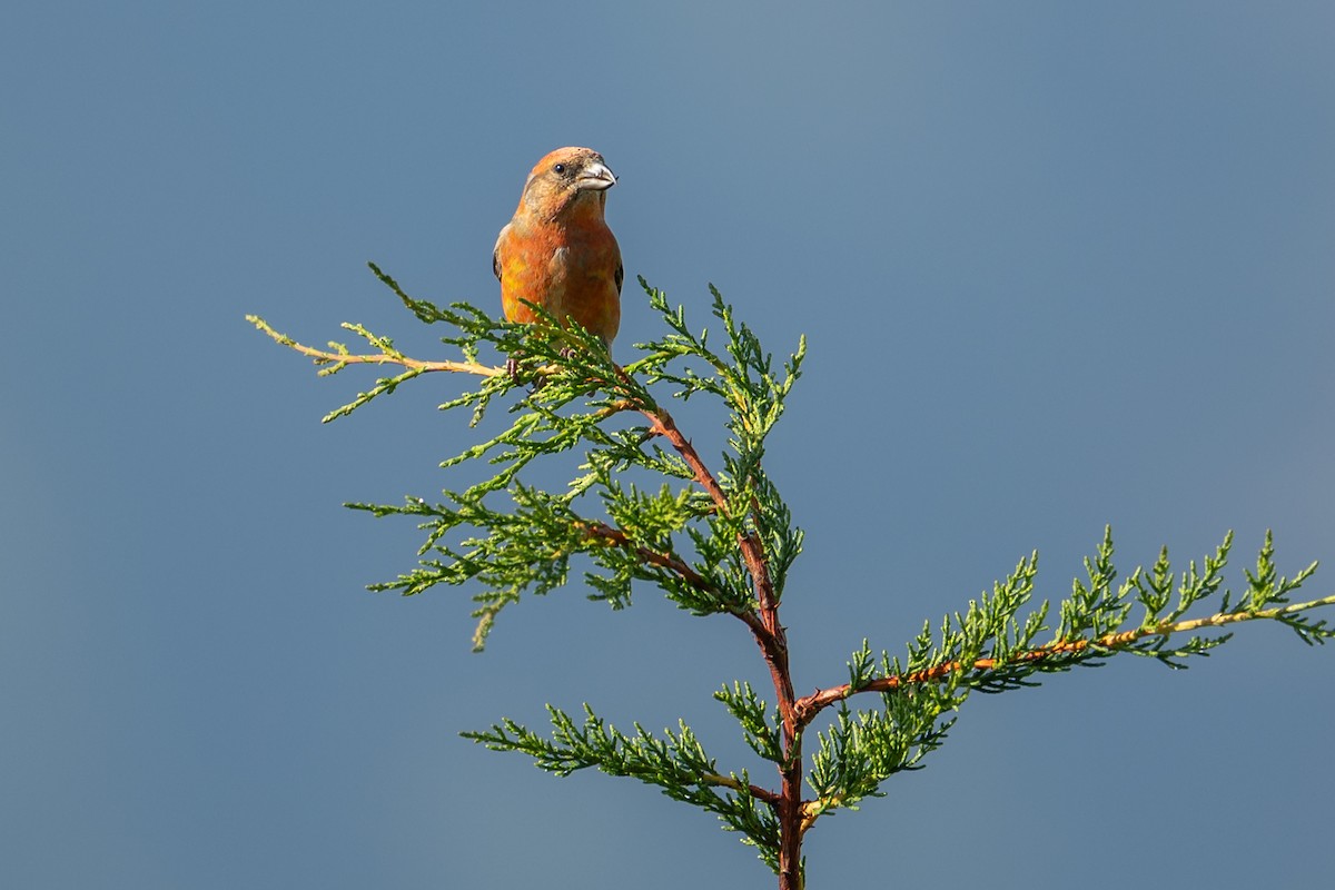 Red Crossbill - ML645973809