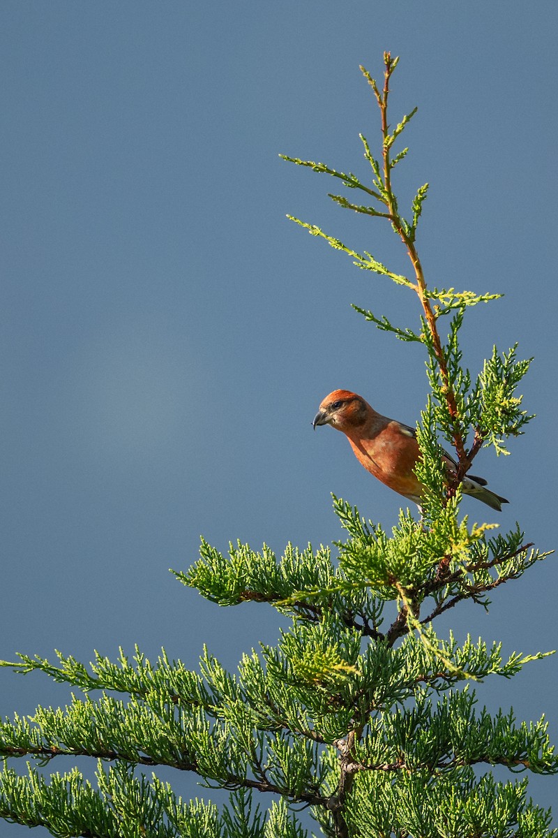 Red Crossbill - ML645973810