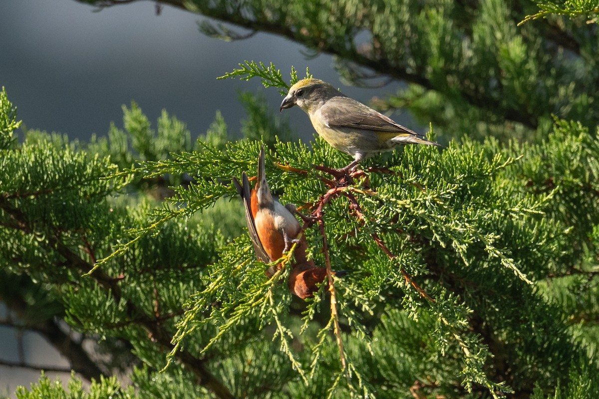 Red Crossbill - ML645973811