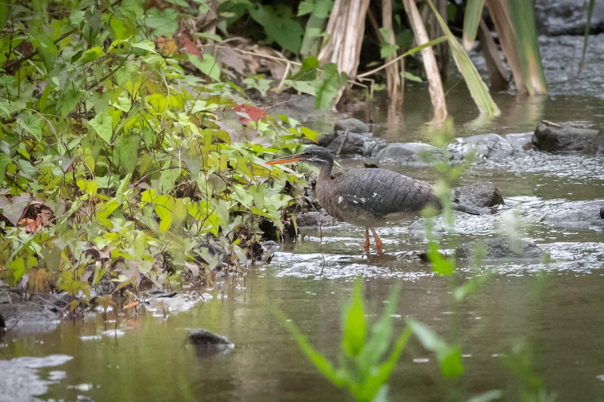 Sunbittern - ML645973813