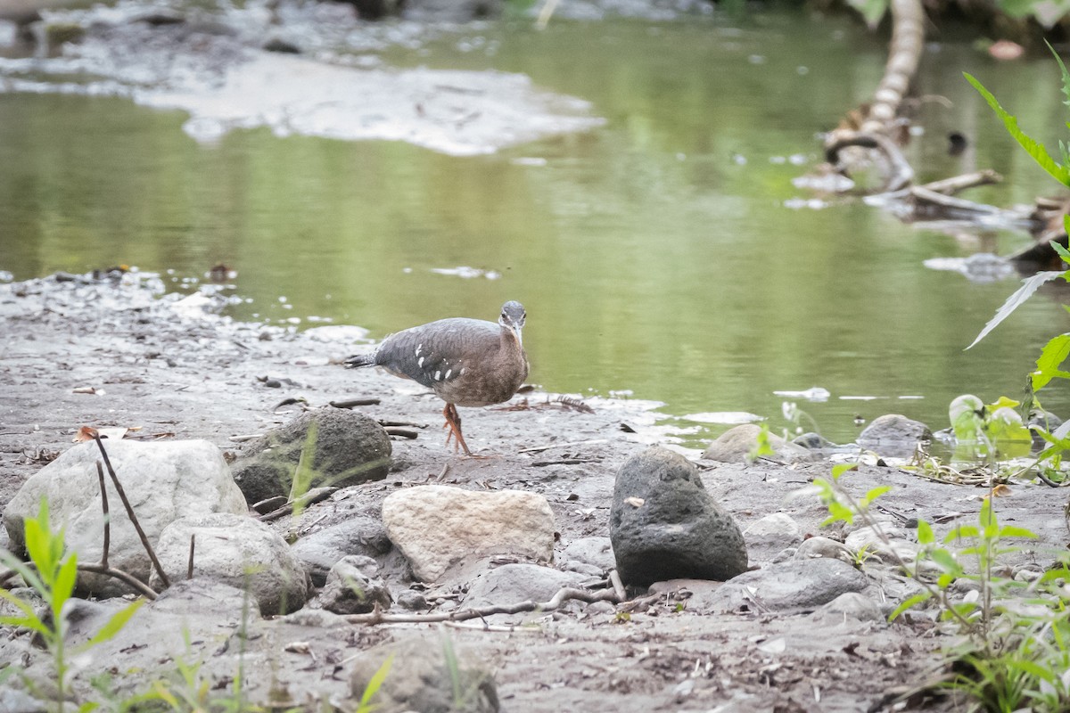 Sunbittern - ML645973814