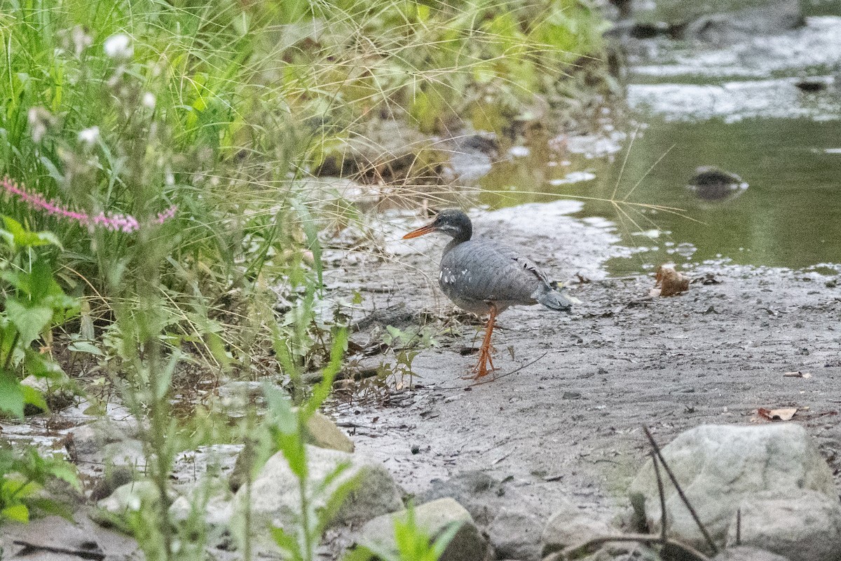 Sunbittern - ML645973815
