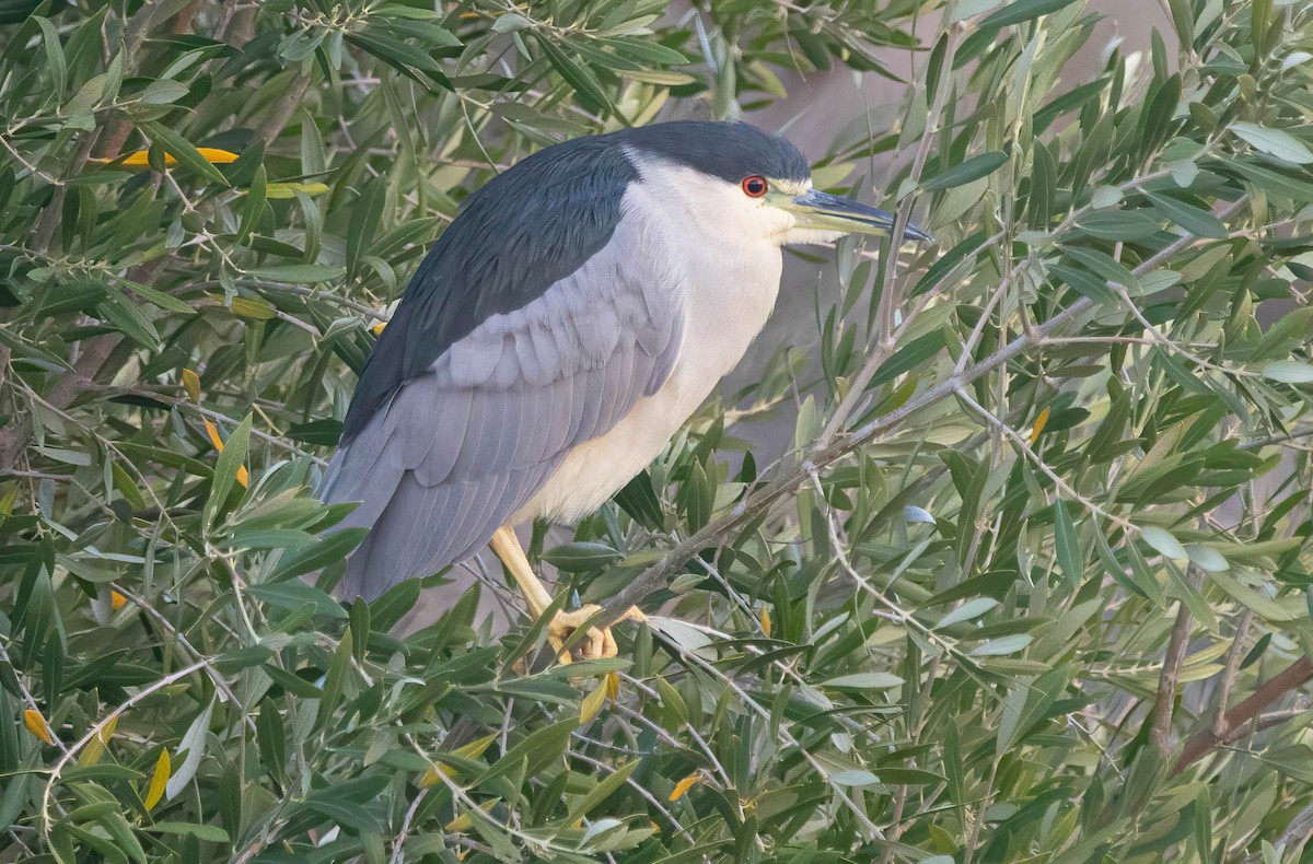 Black-crowned Night Heron - ML645973816